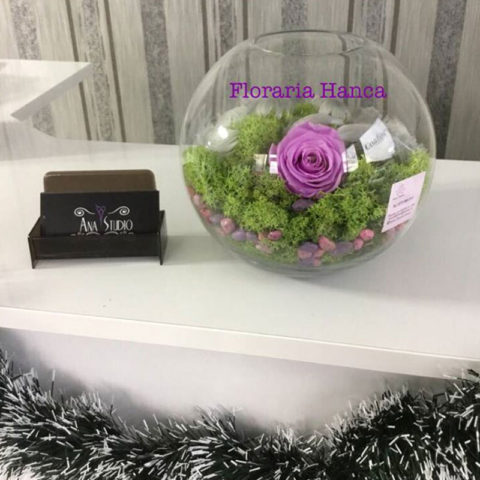 trandafir-criogenat-purple